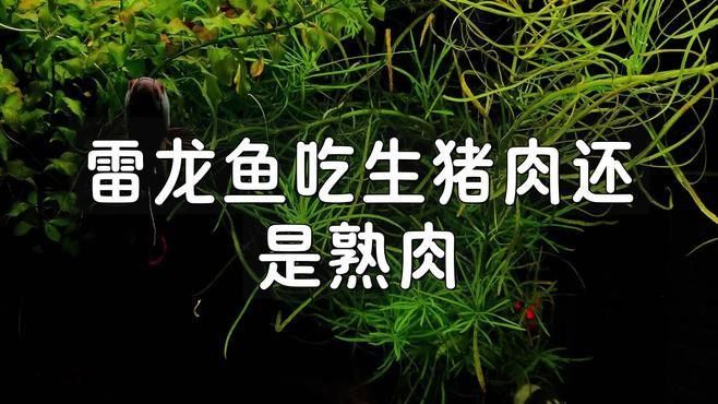龍魚吃豬肉的6大好處