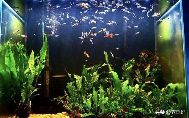 龍魚突然撞缸翻了扶正（龍魚撞缸后趴缸是什么原因）