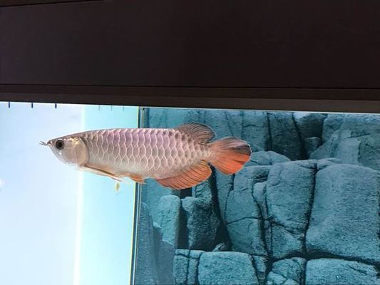 賽級(jí)七彩神龍魚多少錢（賽級(jí)七彩神仙魚）