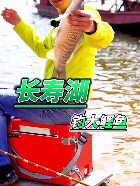 龍躉的壽命有多長，上海海洋水族館的龍躉有什么特殊照顧？