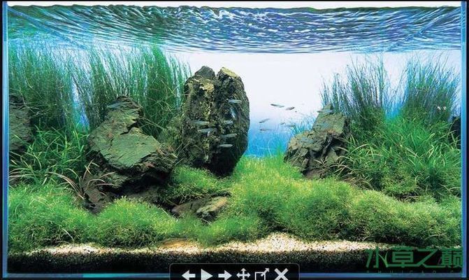 蕪湖賣魚缸在哪里