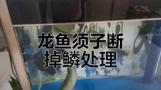 龍魚碰掉鱗正常嗎