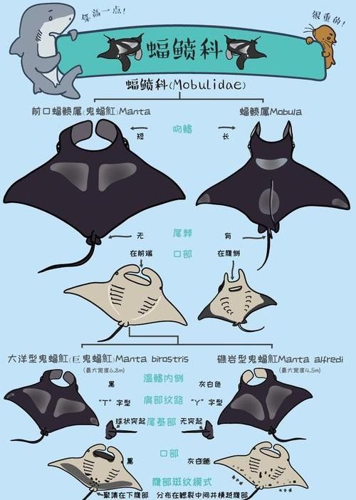 魟魚和鰩魚和蝠鲼的區別圖片