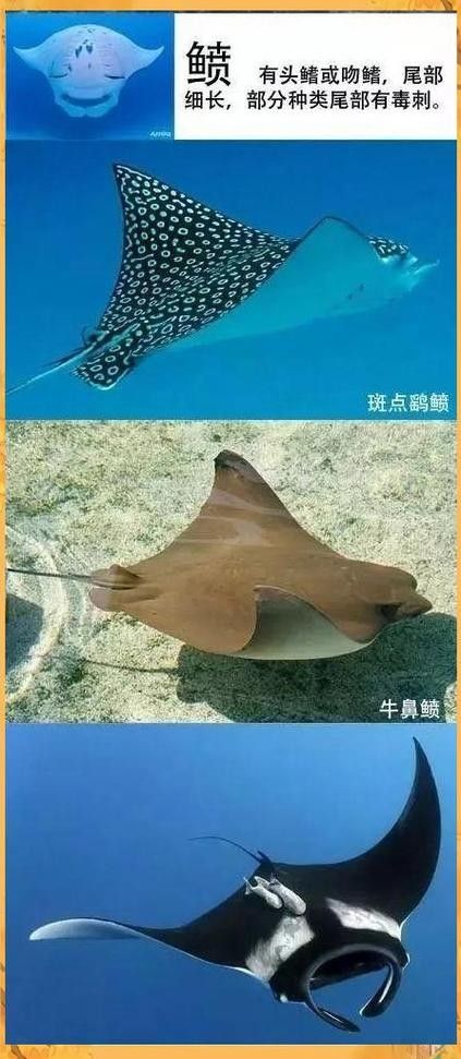 魟魚和鰩魚和蝠鲼的區別圖片