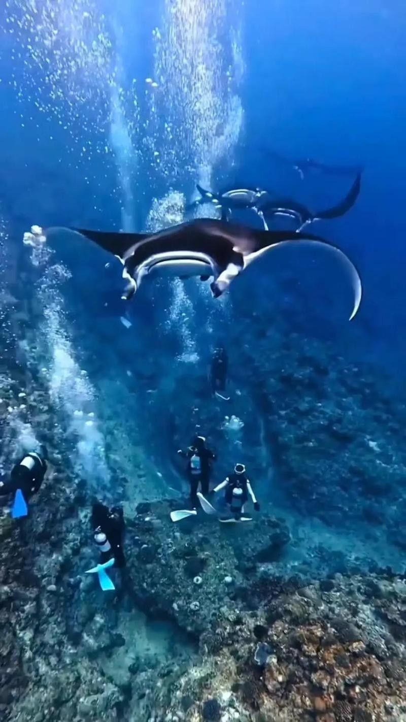 魟魚和鰩魚和蝠鲼的區別圖片
