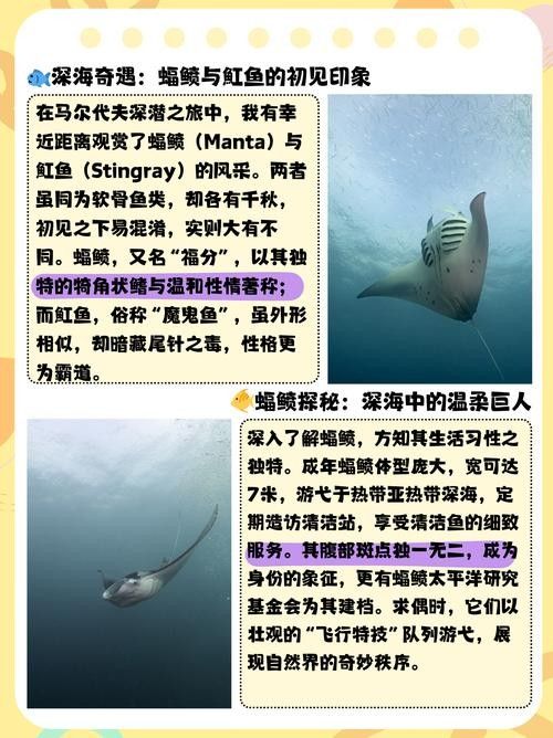 魟魚和鰩魚和蝠鲼的區別圖片