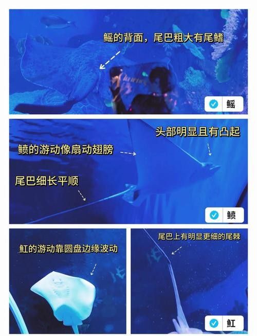 魟魚和鰩魚和蝠鲼的區別圖片