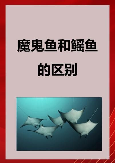 魟魚和鰩魚和蝠鲼的區別圖片