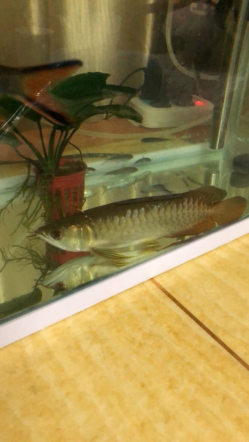 龍魚臥缸