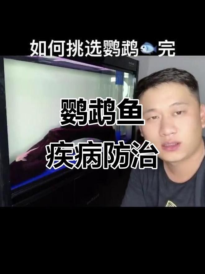 財神鸚鵡魚常見疾病