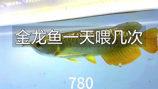雁峰金龍魚最忌諱三個東西