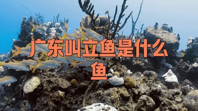 廣東叫立魚是什么魚