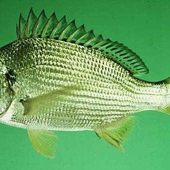 廣東叫立魚是什么魚
