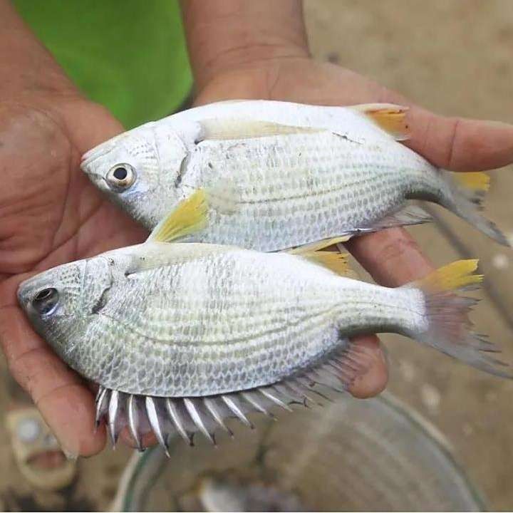 廣東叫立魚是什么魚