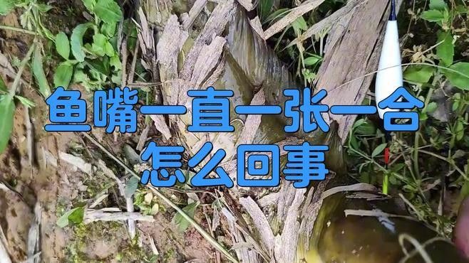 龍魚嘴巴一張一合是正常嗎圖片