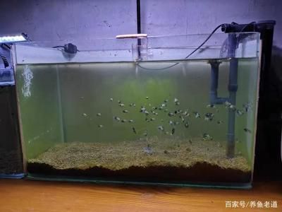 龍魚能吃魚食嗎有毒嗎（龍魚能吃飼料嗎）