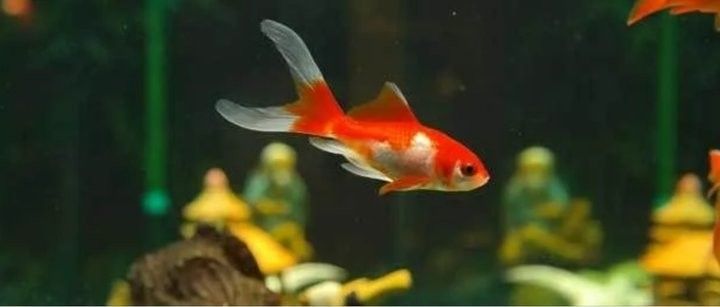 龍魚鱗片發白是什么情況引起的
