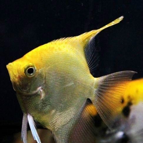 金頂仙燕魚