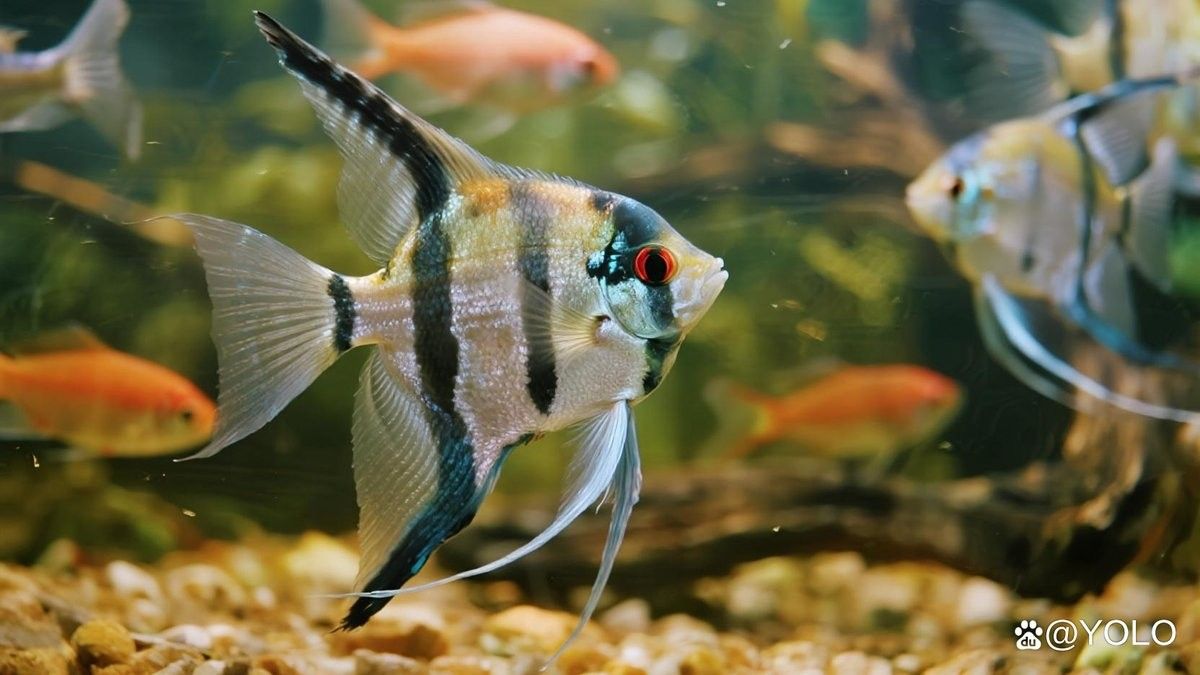 金頂仙燕魚