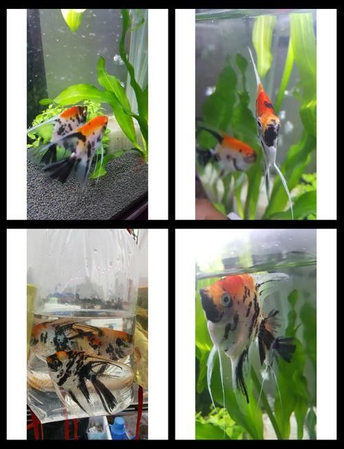 金頂仙燕魚