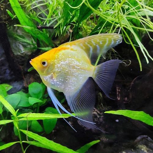 金頂仙燕魚