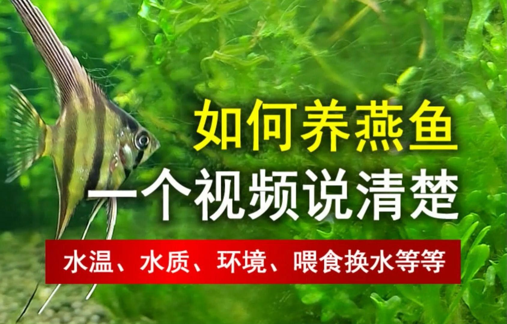 金頂仙燕魚