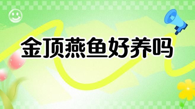 金頂仙燕魚