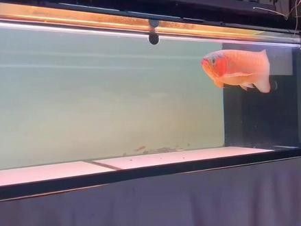 龍魚嘴撞歪了怎么辦視頻