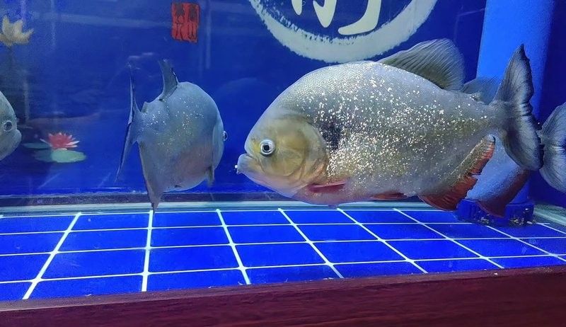 龍魚嘴撞歪了怎么辦視頻