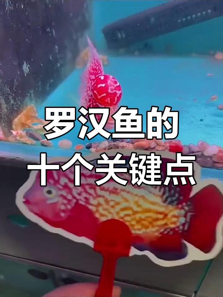 養(yǎng)羅漢魚的10大忌