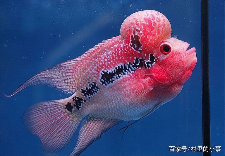 養羅漢魚的10大忌