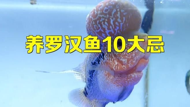 榕江龍魚需要多大的飼養空間，如何為榕江龍魚選擇合適的魚缸？