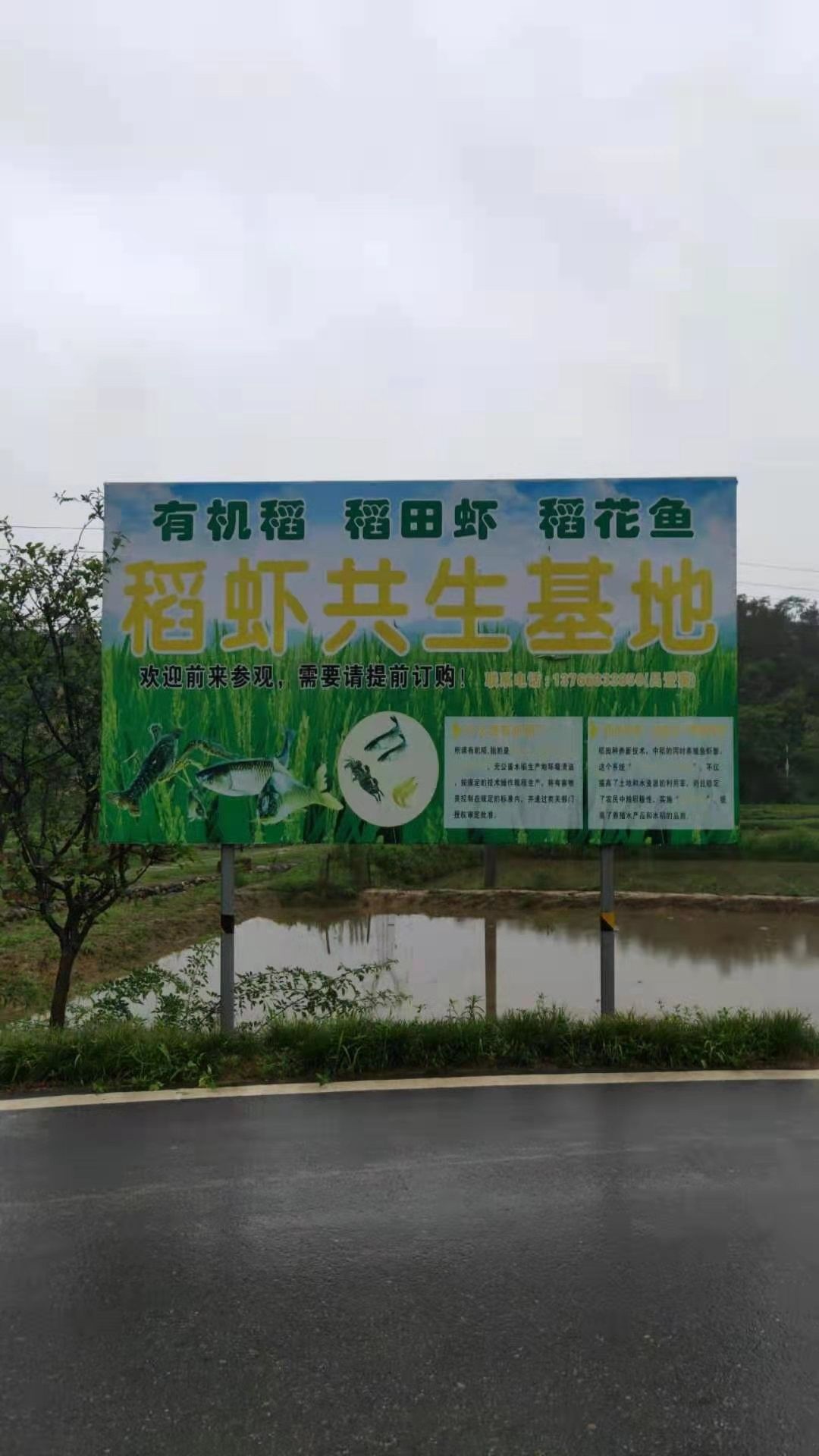 章貢龍魚