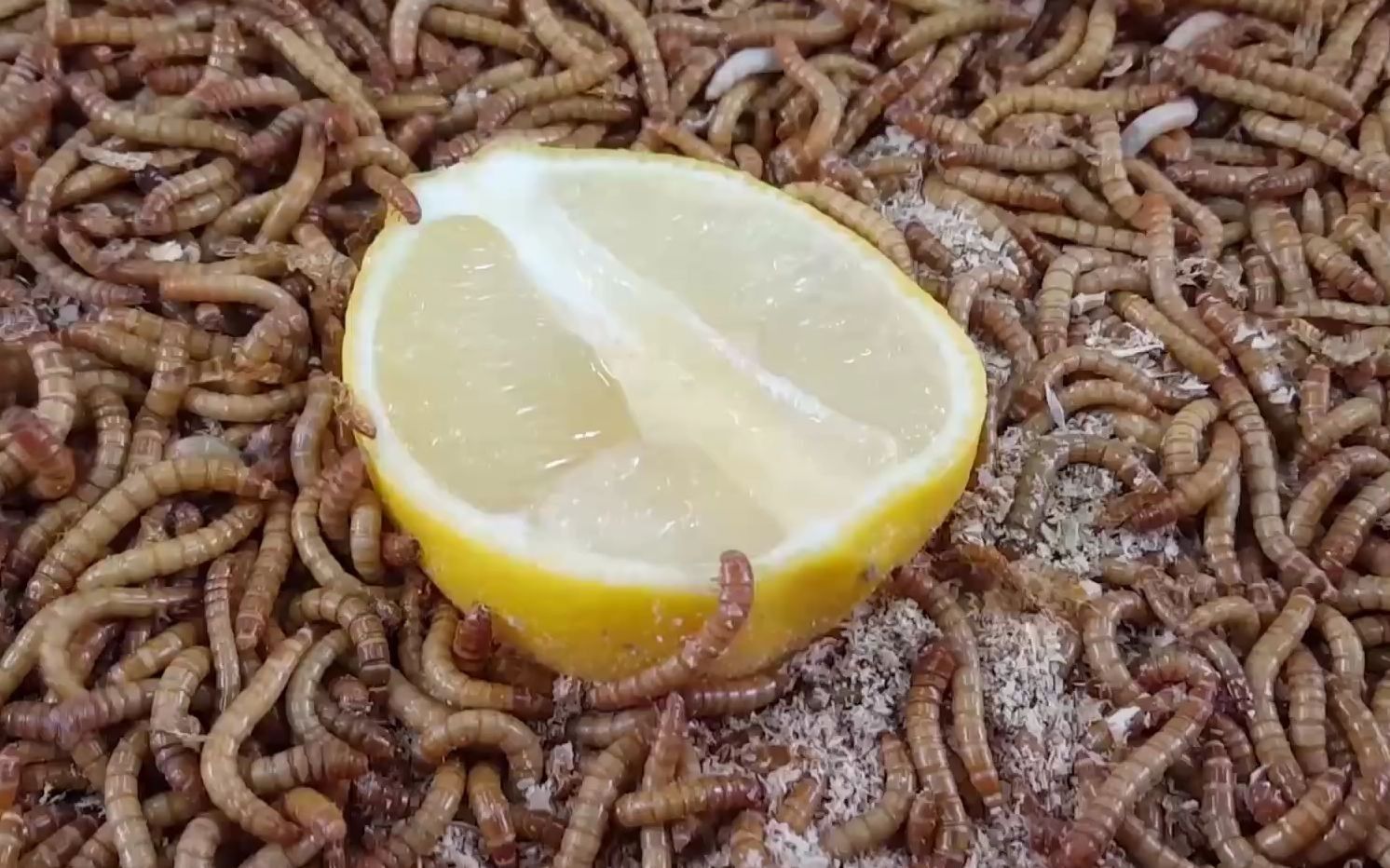 面包蟲最忌三種食物