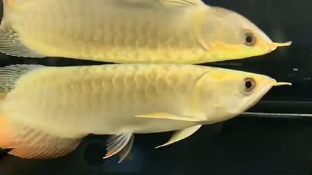 煙臺龍魚批發市場