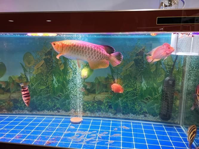 揭陽水族批發市場