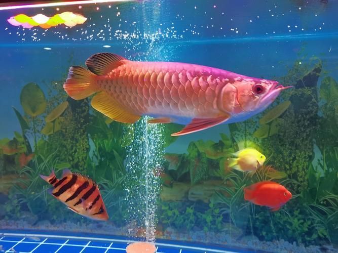 揭陽水族批發市場