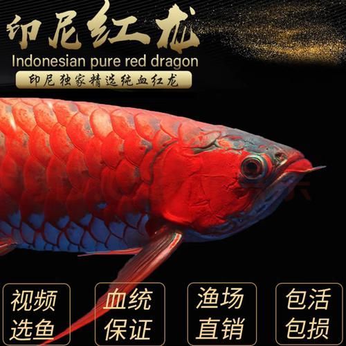 濟寧龍魚批發市場