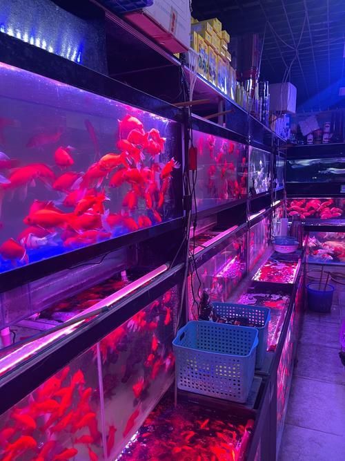 安慶觀賞魚批發市場
