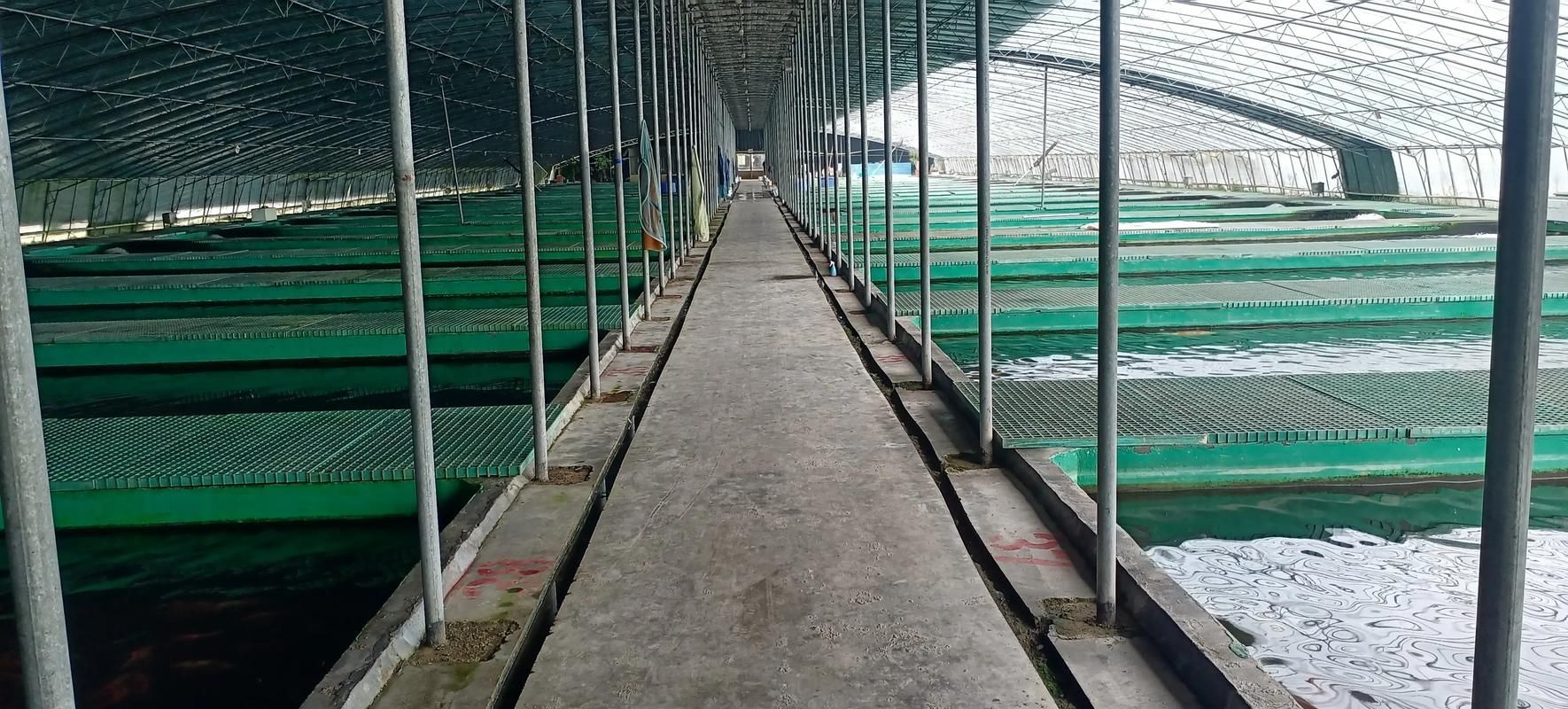 六安觀賞魚批發市場