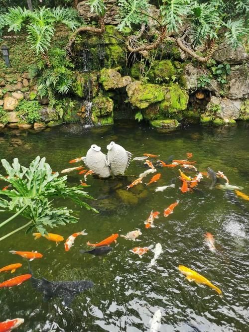 六安觀賞魚批發市場