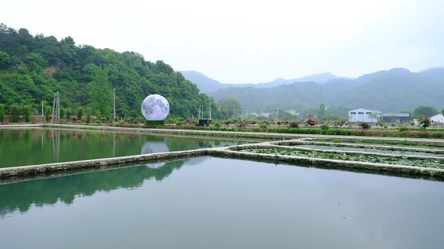 六安觀賞魚批發市場