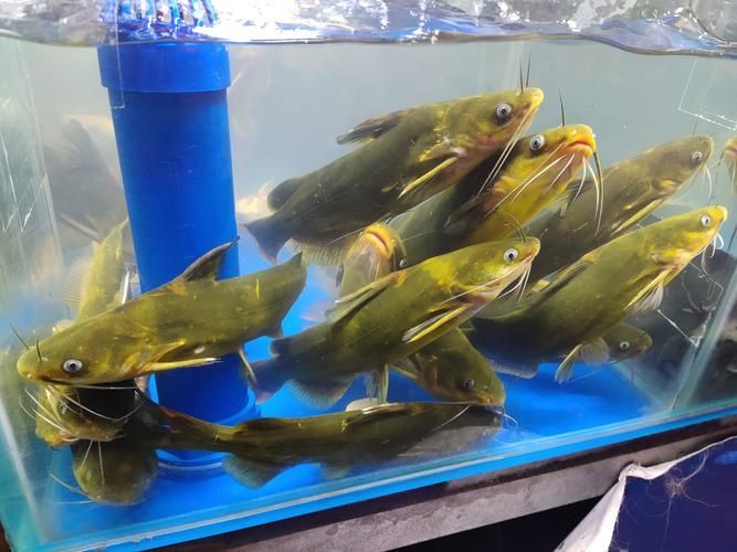 六安觀賞魚批發市場