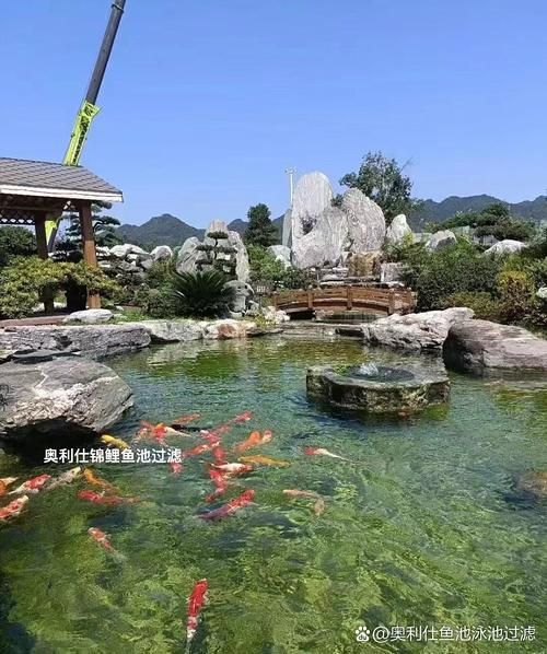 六安觀賞魚批發市場