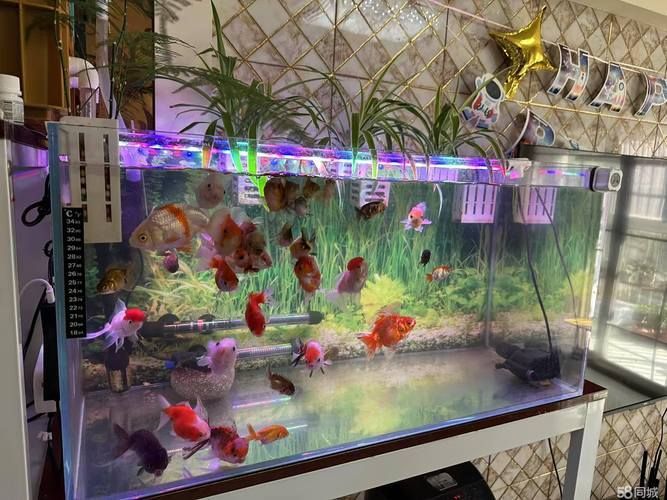 滁州魚缸批發(fā)市場