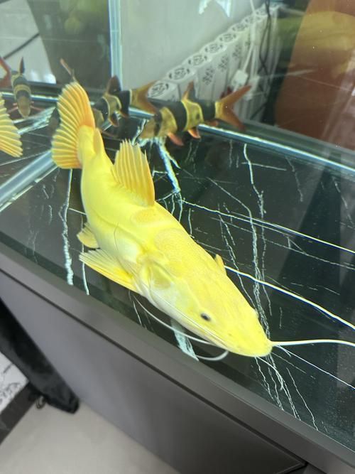 桂林魚缸批發市場