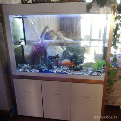 龍魚莫名其妙撞缸了什么原因引起的（龍魚莫名其妙撞缸了什么原因引起的呢）