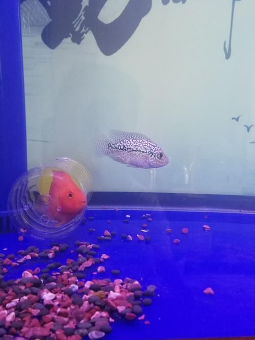 張家口觀賞魚批發市場