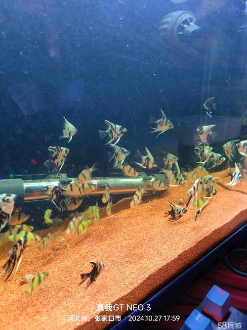 張家口觀賞魚批發市場