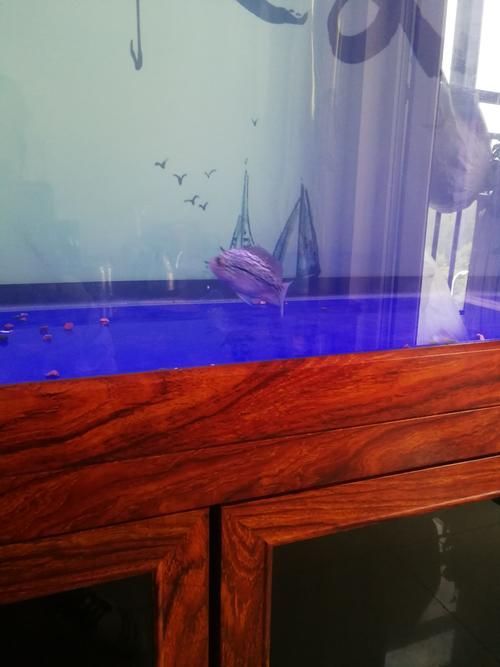 張家口觀賞魚批發市場